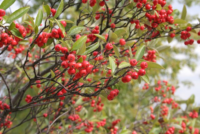 Red Chokeberry Pack of 25