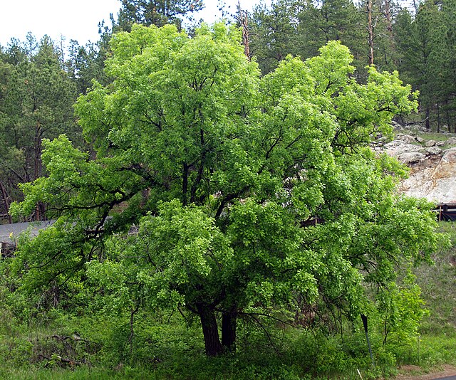 Bur Oak Pack of 25