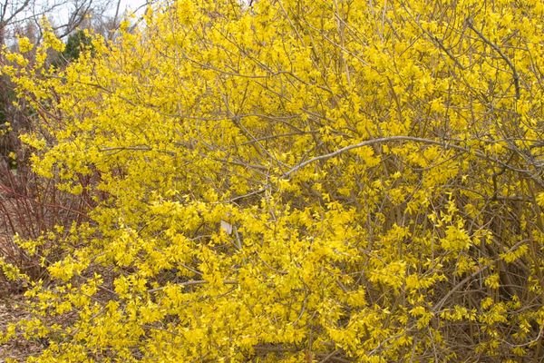 737 Meadowlark Forsythia