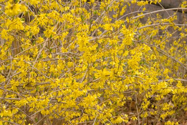 737 Forsythia