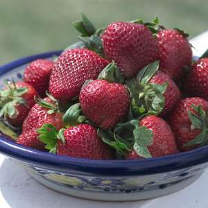 628-25 Sparkle Strawberry (Pack of 25)