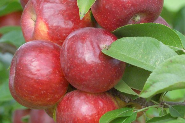 124 Frostbite™ Apple