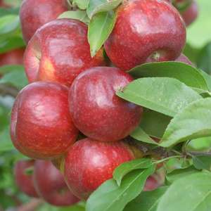 Frostbite™ Apple