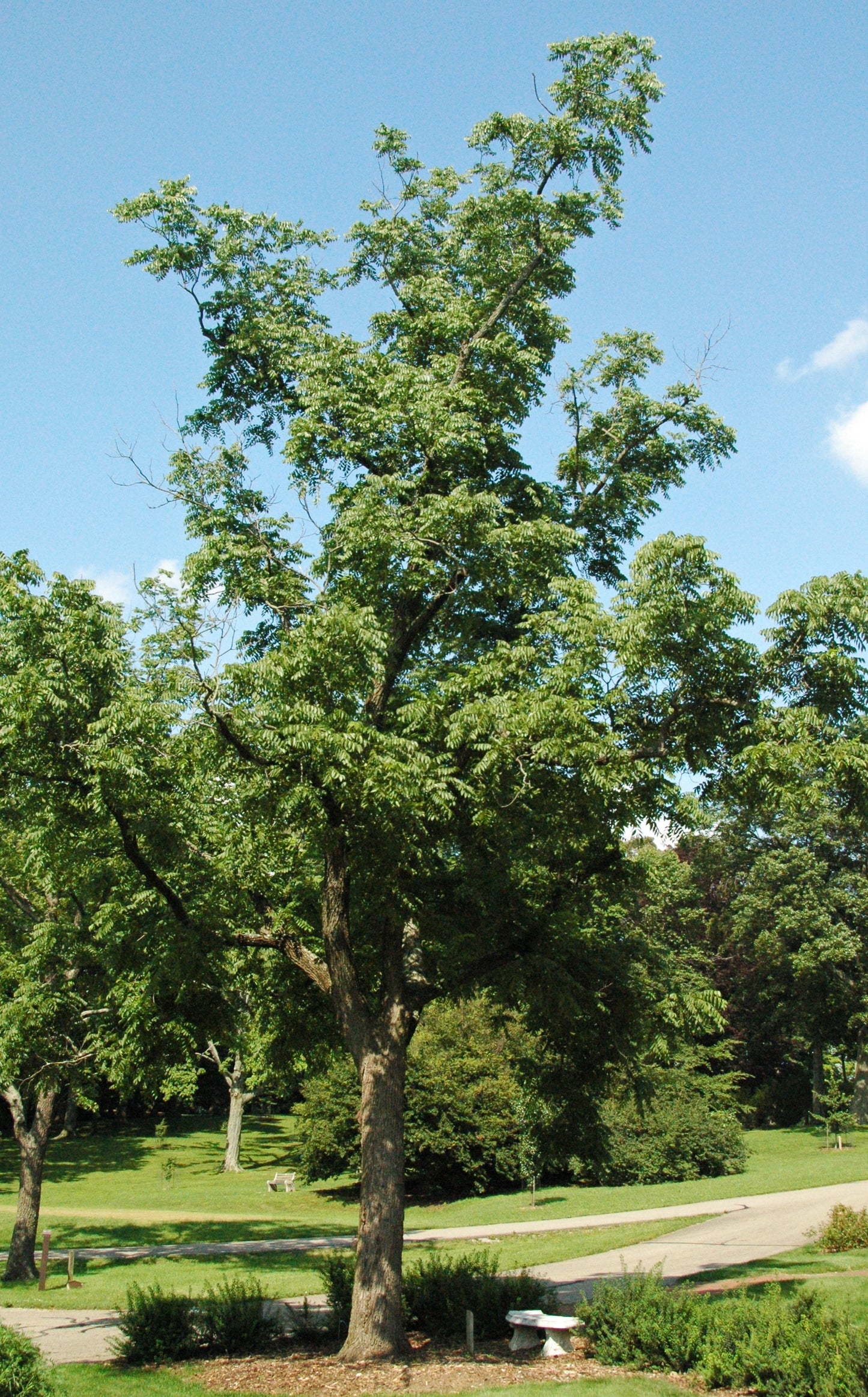 Black Walnut Pack of 25