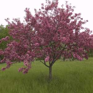 200 Adams Crabapple