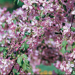 220 Louisa Weeping Crabapple