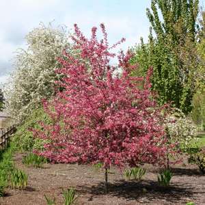 230 Royal Raindrops® Crabapple