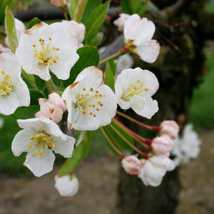 234 Sargent Crabapple