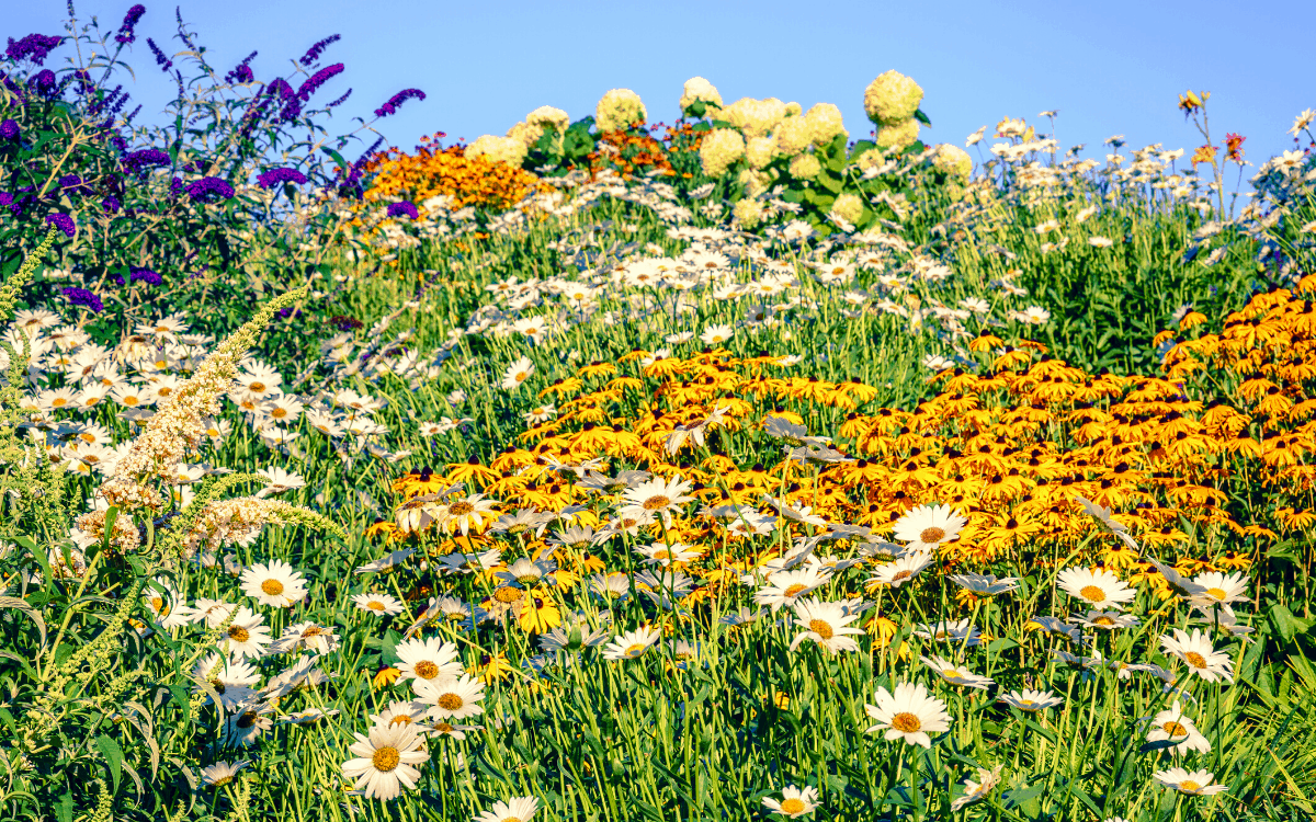 Wildflower Garden Kit