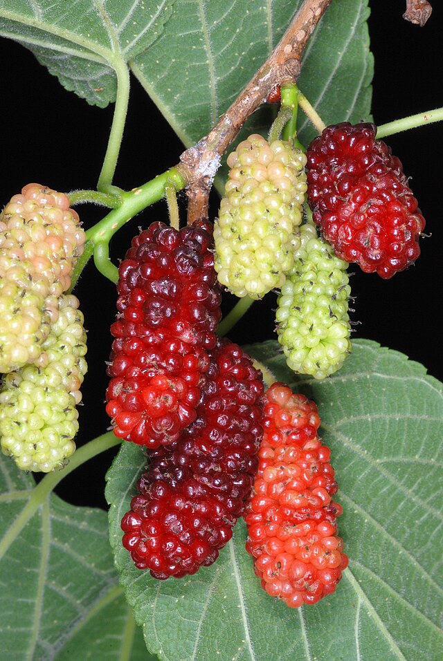 Red Mulberry Wildlife Pack of 25