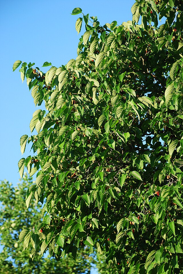 Red Mulberry Wildlife Pack of 25