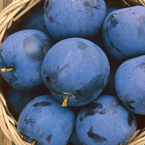 Mount Royal Plum