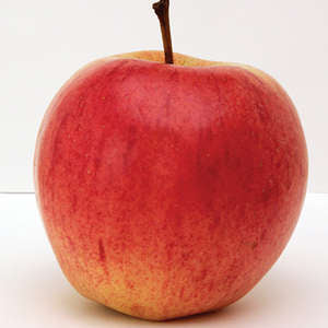 Norland Apple