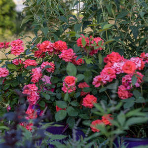 784 Patriot Dream Rose