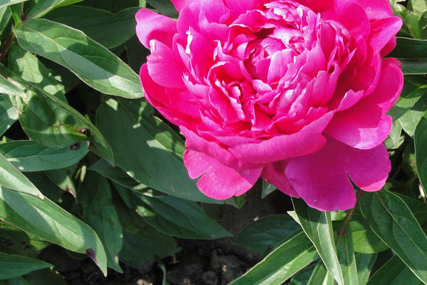 753 Shawnee Chief Peony