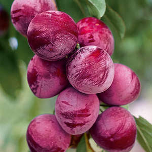Pipestone Plum