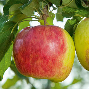 162 Prairie Magic® Apple