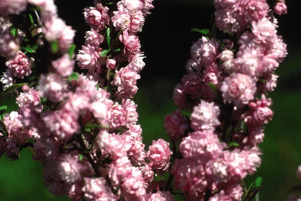 735 Flowering Almond