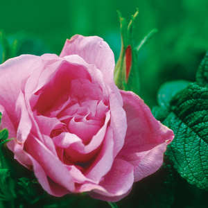 786 Purple Pavement Rose