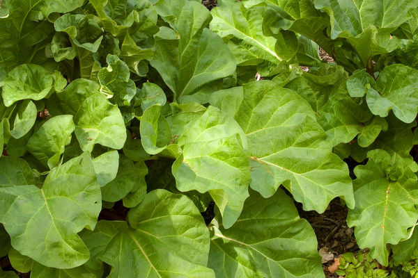 700 Canada Red Rhubarb