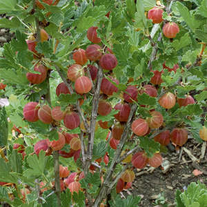 580 Hinnomaki Red Gooseberry