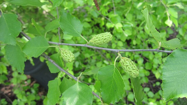 River Birch Pack of 25