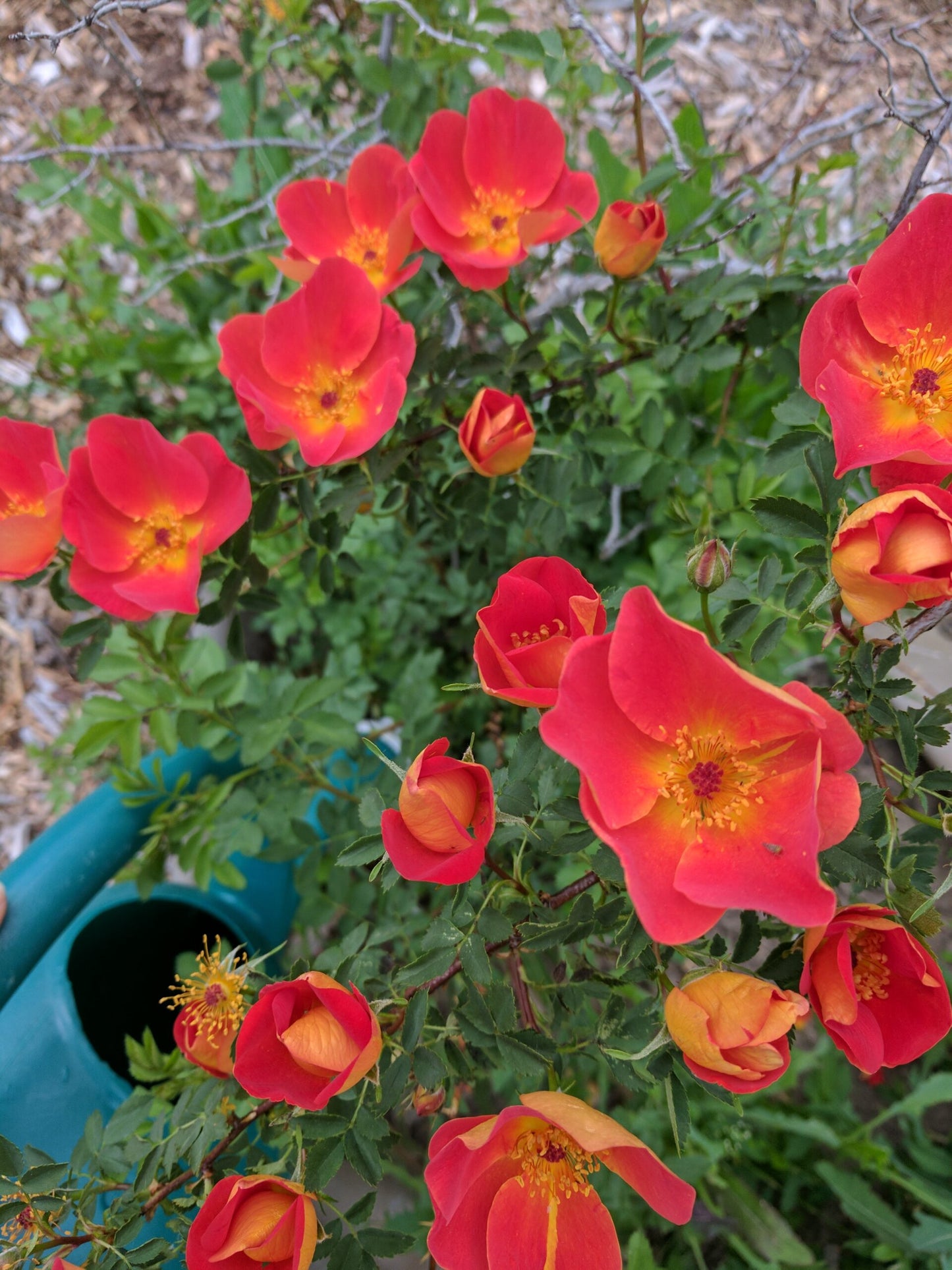 772 Austrian Copper Rose