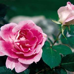 774 Carefree Wonder Rose