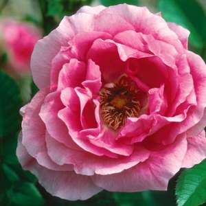 781 Morden Centennial Rose