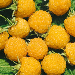 Fall Gold Raspberries