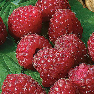 526 Latham Red Raspberry