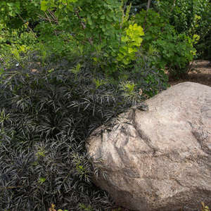 Black Lace Elderberry