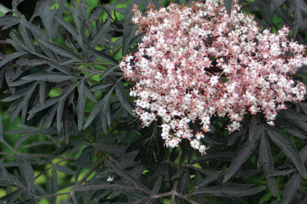 Black Lace Elderberry