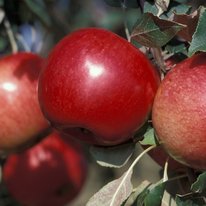 State Fair Apple