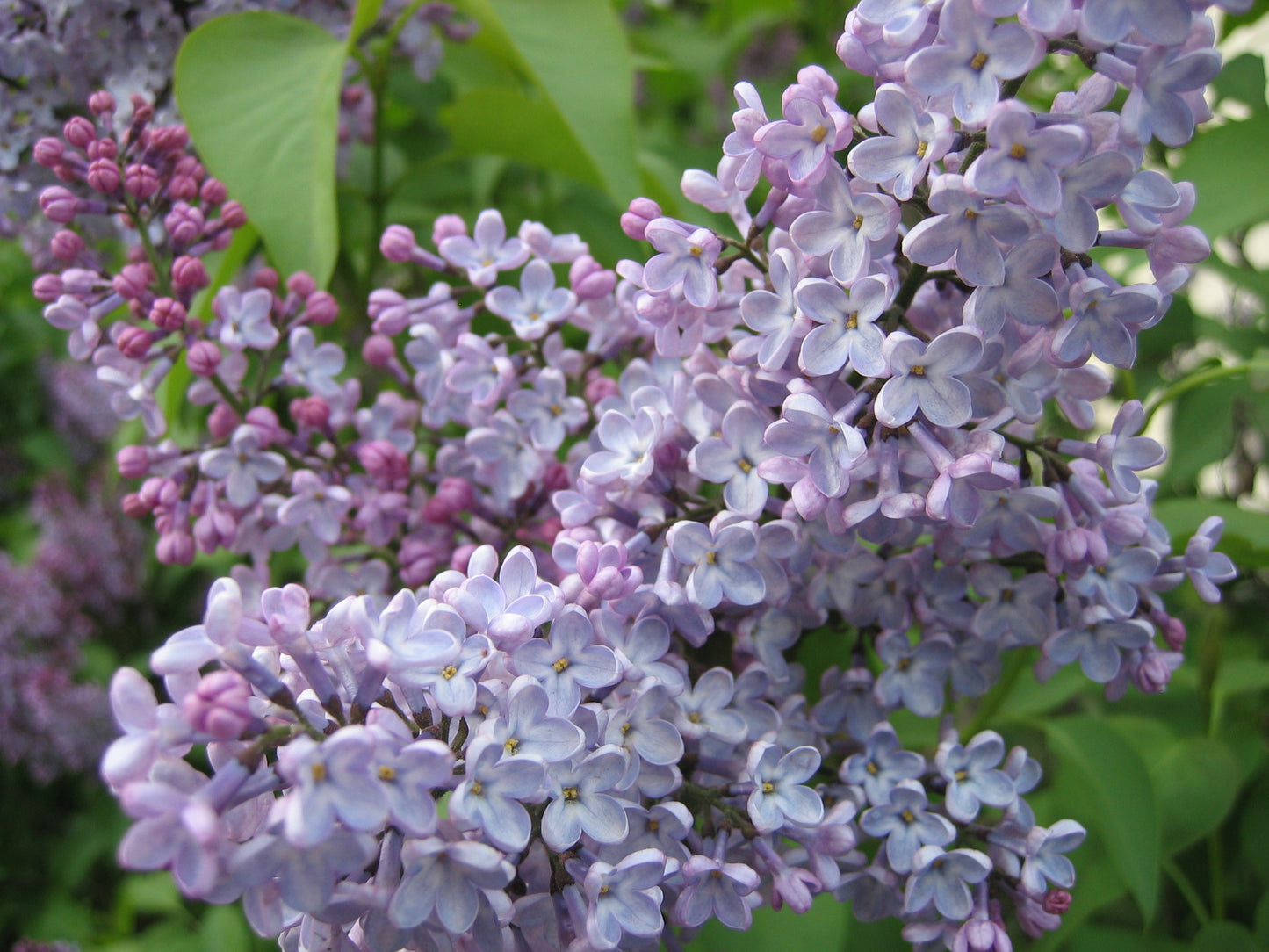 740-1 Grandma's Purple Lilacs (Pack of 25)