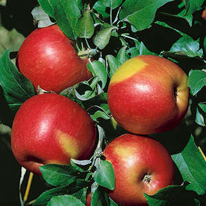 Sweet Sixteen Apple