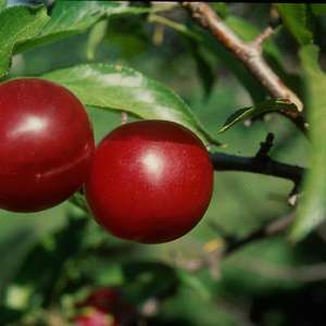 Toka Plum