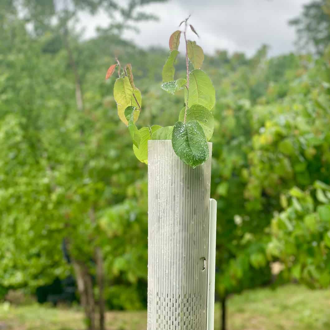 Plantra SunFlex Grow Tubes