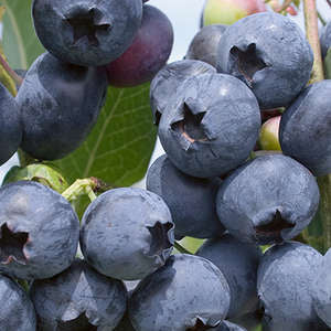 438 Polaris Blueberry