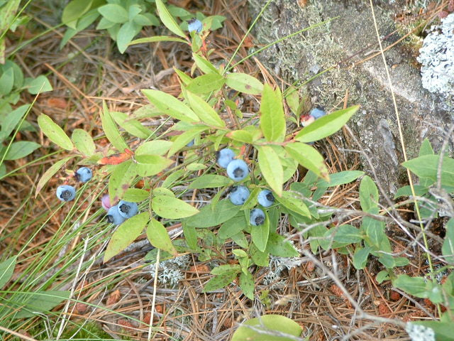 402 Native Lowbush Blueberry