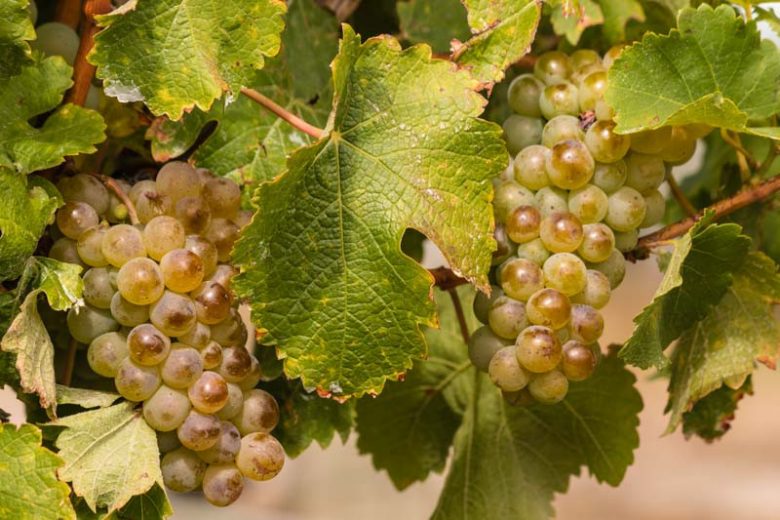 476 Itasca White Seedless Grape