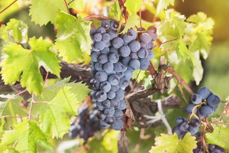 478 King of the North Blue Seed