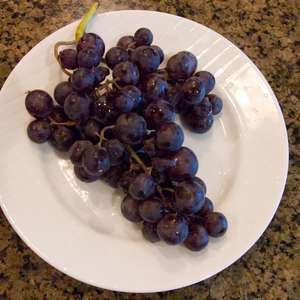 468 Concord Blue Seedless Grape
