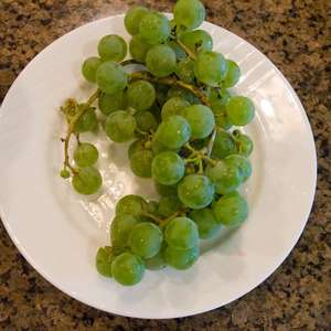 470 Edelweiss Wine/Table Grape