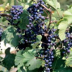 474 Frontenac™ Wine Grape