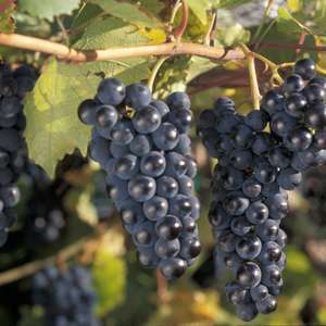 482 Marquette Blue Wine/Table G