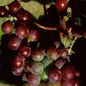 486 Somerset Seedless Grape