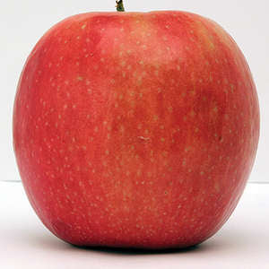 192 Wolf River Apple