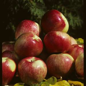 Zestar!® Apple