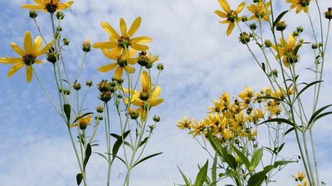 Coreopsis, Tall - Coreopsis tripteris